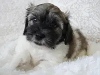 Ralphie, a male Coton de Tulear for sale in Rockwall, TX – Photo 1 of 5