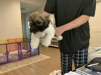 Ralphie, a male Coton de Tulear for sale in Rockwall, TX – Photo 4 of 5