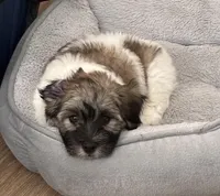 Ralphie, a male Coton de Tulear for sale in Rockwall, TX – Photo 3 of 5