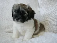 Ralphie, a male Coton de Tulear for sale in Rockwall, TX – Photo 2 of 5