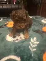 Puppy, a male Poodle - Toy  for sale in Warsaw, NC – 3 of 9