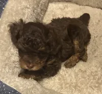 Puppy, a male Poodle - Toy  for sale in Warsaw, NC – 2 of 9
