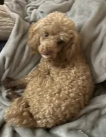 Puppy, a male Poodle - Toy  for sale in Warsaw, NC – 6 of 9