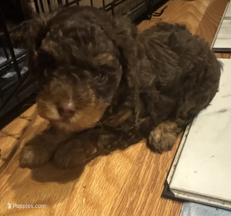 Puppy – Poodle - Toy  puppy for sale in Warsaw, NC