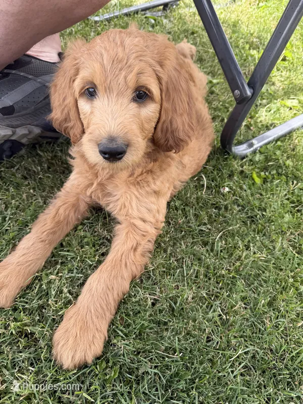 Teddy – Goldendoodle puppy for sale in Ashland, OH