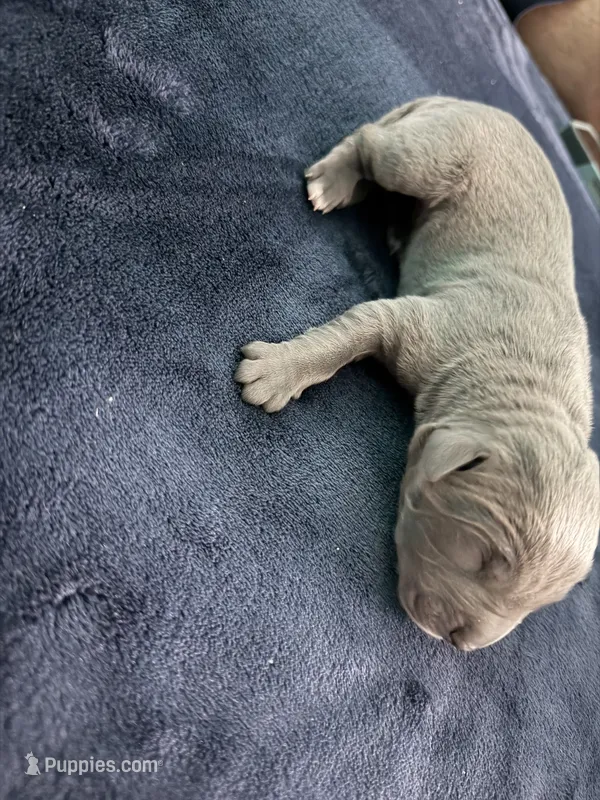 Male Blue – Cane Corso puppy for sale in Dallas, TX