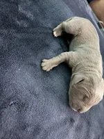 Male Blue, a male Cane Corso for sale in Dallas, TX – 1 of 1