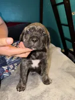 Male Brindle, a male Cane Corso for sale in Dallas, TX – Photo 1 of 3