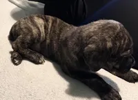 Male Brindle, a male Cane Corso for sale in Dallas, TX – 2 of 3