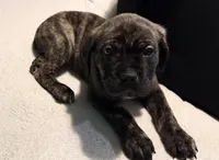 Male Brindle, a male Cane Corso for sale in Dallas, TX – 3 of 3