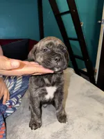 Male Brindle, a male Cane Corso for sale in Dallas, TX – Photo 2 of 3