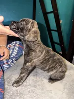 Male Brindle, a male Cane Corso for sale in Dallas, TX – Photo 3 of 3