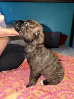 Female Brindle, a female Cane Corso for sale in Dallas, TX – Photo 2 of 2