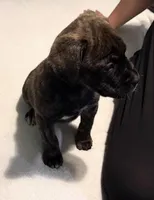 Female Brindle, a female Cane Corso for sale in Dallas, TX – 2 of 4