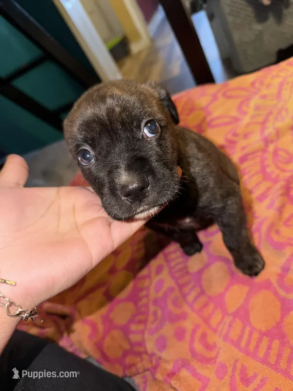 Female Brindle – Cane Corso puppy for sale in Dallas, TX
