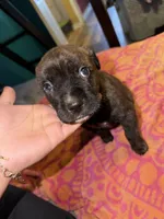 Female Brindle, a female Cane Corso for sale in Dallas, TX – Photo 1 of 2