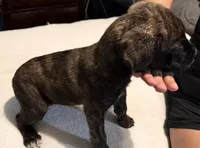 Female Brindle, a female Cane Corso for sale in Dallas, TX – 3 of 4