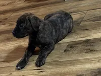 Female Brindle, a female Cane Corso for sale in Dallas, TX – 4 of 4