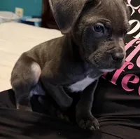 Female Blue, a female Cane Corso for sale in Dallas, TX – 2 of 4