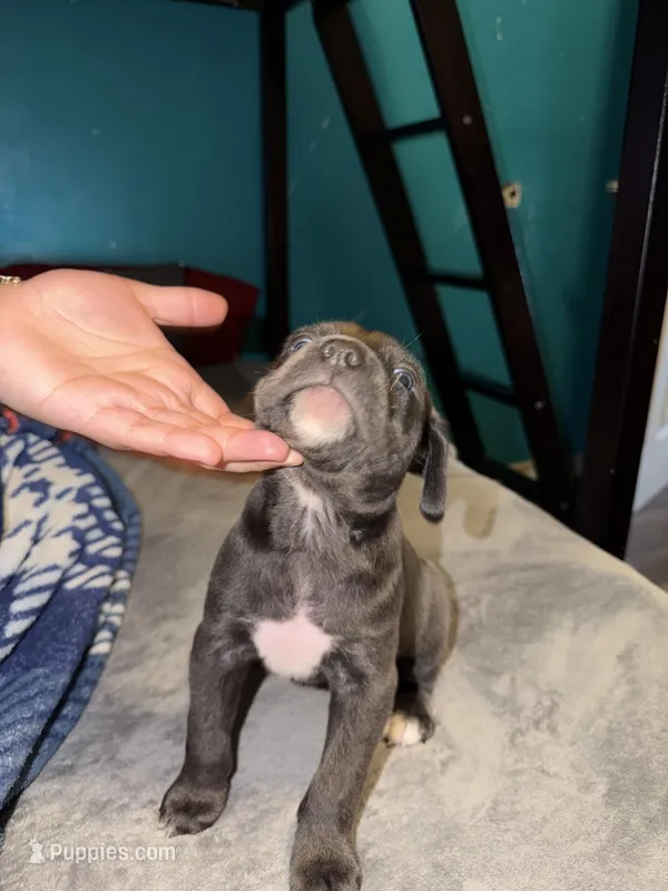 Female Blue – Cane Corso puppy for sale in Dallas, TX