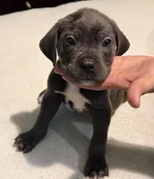 Female Blue, a female Cane Corso for sale in Dallas, TX – 4 of 4
