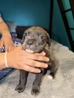 Female Blue, a female Cane Corso for sale in Dallas, TX – Photo 4 of 4