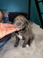 Female Blue, a female Cane Corso for sale in Dallas, TX – Photo 2 of 4