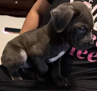 Female Blue, a female Cane Corso for sale in Dallas, TX – 3 of 4