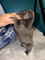 Female Blue, a female Cane Corso for sale in Dallas, TX – Photo 3 of 4