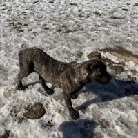 Brindle, a male Cane Corso for sale in Dallas, TX – Photo 3 of 4