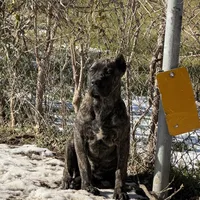 Brindle, a male Cane Corso for sale in Dallas, TX – Photo 1 of 4