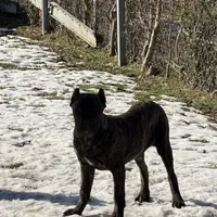 Brindle, a male Cane Corso for sale in Dallas, TX – Photo 4 of 4