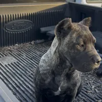 Brindle, a male Cane Corso for sale in Dallas, TX – Photo 2 of 4