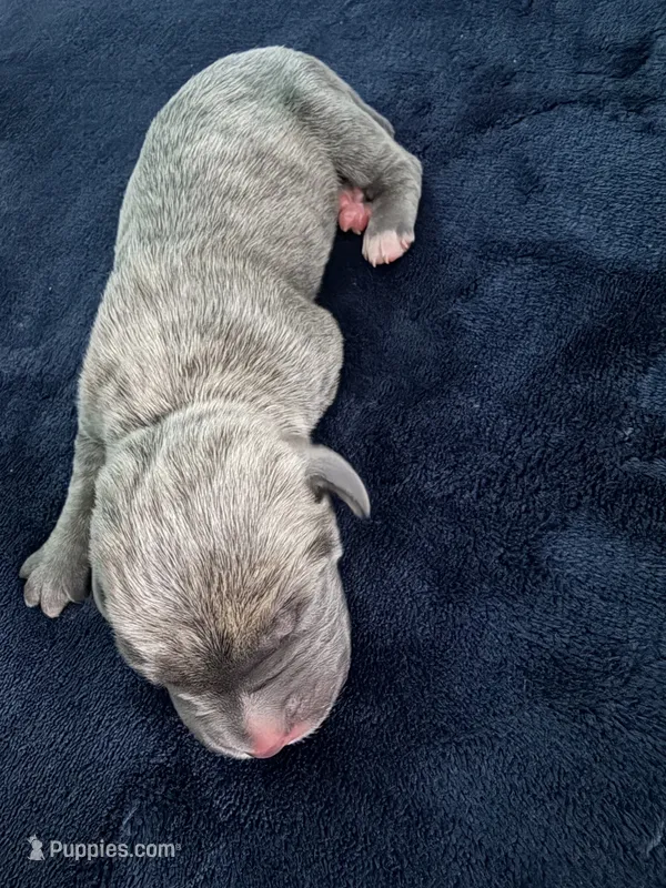 Male Blue – Cane Corso puppy for sale in Dallas, TX