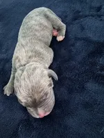 Male Blue, a male Cane Corso for sale in Dallas, TX – 1 of 1