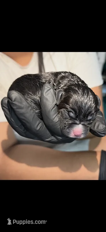 Male  – Cane Corso puppy for sale in Dallas, TX