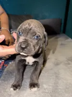 Male Blue , a male Cane Corso for sale in Dallas, TX – Photo 2 of 3