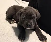 Male Blue , a male Cane Corso for sale in Dallas, TX – 4 of 4