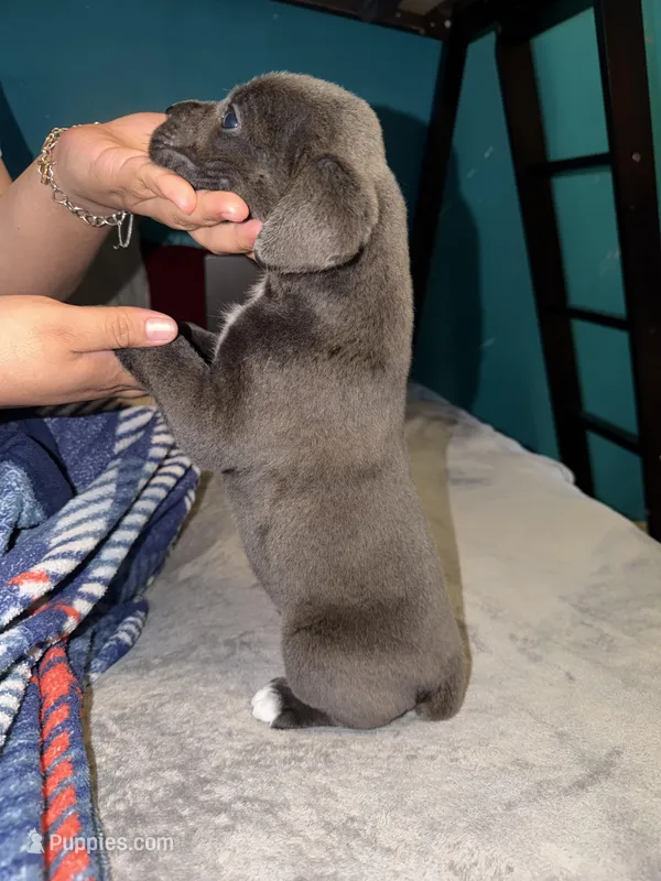 Male Blue  – Cane Corso puppy for sale in Dallas, TX