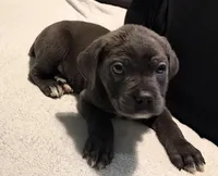 Male Blue , a male Cane Corso for sale in Dallas, TX – 2 of 4