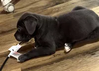 Male Blue , a male Cane Corso for sale in Dallas, TX – 3 of 4