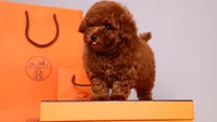 Hermes Birkin, a male Poodle - Toy  for sale in Miami, FL – 4 of 5