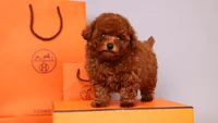 Hermes Birkin, a male Poodle - Toy  for sale in Miami, FL – 3 of 5