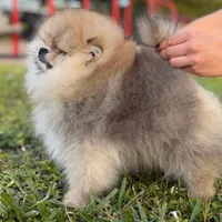 Rey, a male Pomeranian for sale in Miami, FL – 2 of 3