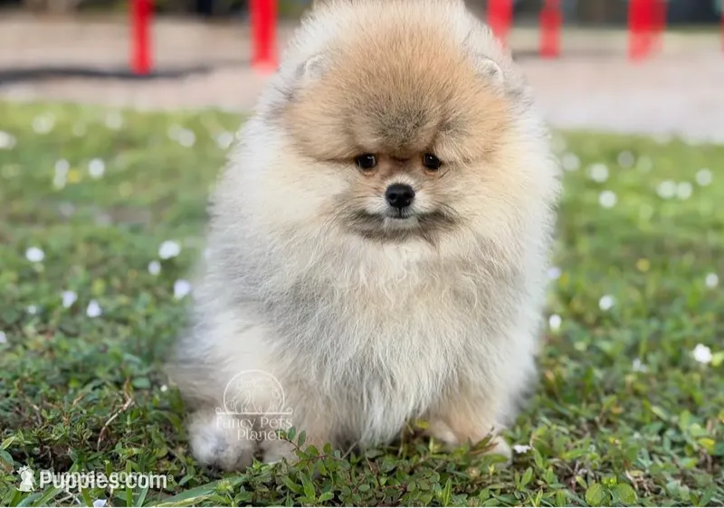 Rey – Pomeranian puppy for sale in Miami, FL