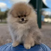 Rey, a male Pomeranian for sale in Miami, FL – 3 of 3