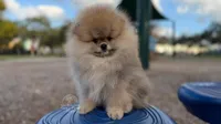 Rey, a male Pomeranian for sale in Miami, FL – Photo 3 of 3