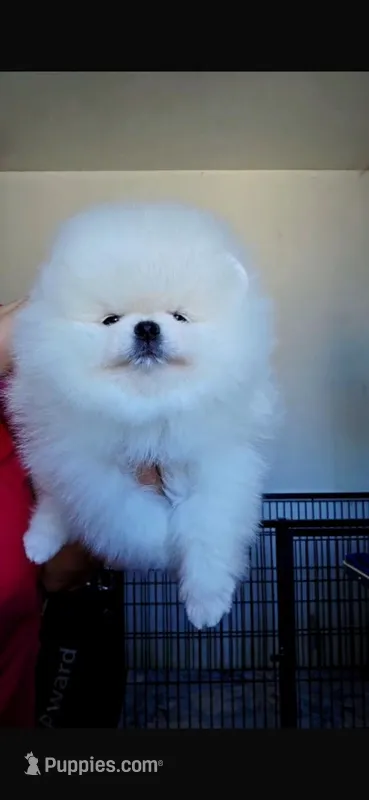 Giovanni, a female Pomeranian for sale in Miami, FL – Photo 1 of 1