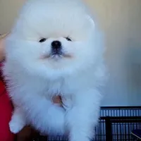 Giovanni, a female Pomeranian for sale in Miami, FL – 1 of 3