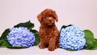 Ernie, a male Poodle - Toy  for sale in Miami, FL – 3 of 3